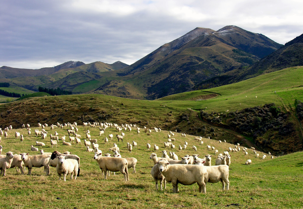 Whitecliffs_Sheep